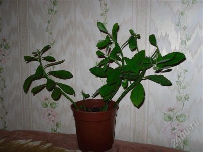 Лот: 676346. Фото: 1. Синадениум. Горшечные растения и комнатные цветы
