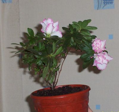 Лот: 5915593. Фото: 1. Азалия. Горшечные растения и комнатные цветы