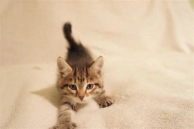 Лот: 2418659. Фото: 1. котята. Кошки, котята