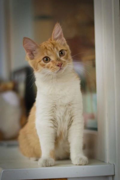 Лот: 7579378. Фото: 1. Котята в добрые и ответственные... Кошки, котята