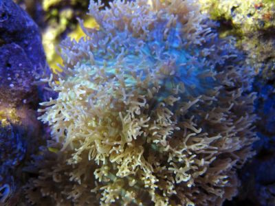 Лот: 6261206. Фото: 1. Родактис волосатый. Моллюски, ракообразные, кораллы