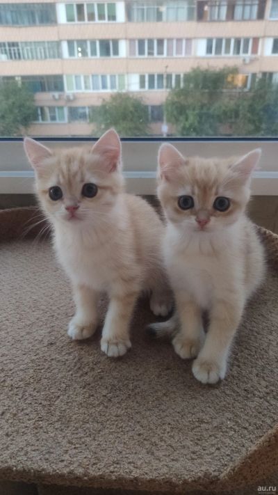 Лот: 17972468. Фото: 1. Котята. Золотые шиншиллы. Кошки, котята