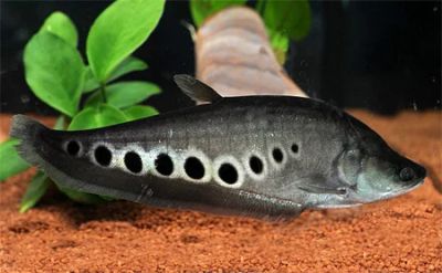 Лот: 5137963. Фото: 1. Индийский глазчатый нож (Chitala... Рыбки