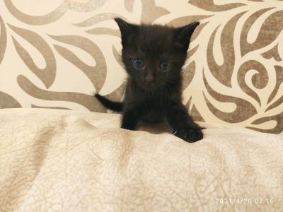 Лот: 17505436. Фото: 1. Чудесные котята от ласковой, заботливой... Кошки, котята