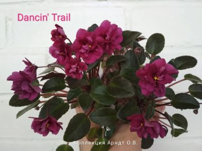 Лот: 12884523. Фото: 1. Фиалка Dancin' Trail, пасынок... Горшечные растения и комнатные цветы