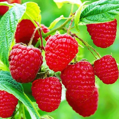 Лот: 7847954. Фото: 1. Малина свежая крупная с куста... Ягоды, орехи