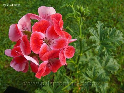 Лот: 5310336. Фото: 1. Душистая пеларгония Madam Nonin... Горшечные растения и комнатные цветы