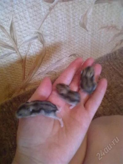 Лот: 2643600. Фото: 1. Подарим Джунгарских хомячков. Остальные животные