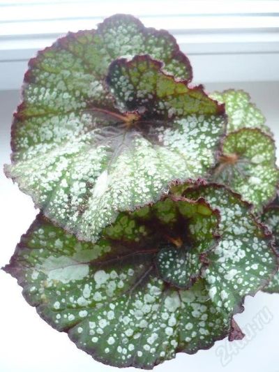 Лот: 48150. Фото: 1. Begonia Rex. Красноярск