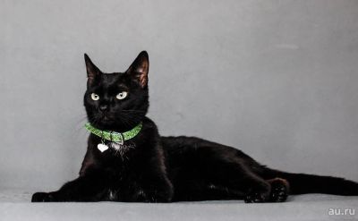 Лот: 13297900. Фото: 1. Котик Чарлик в хорошие руки. Кошки, котята
