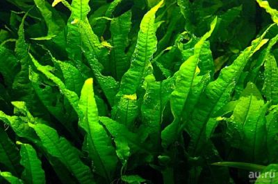 Лот: 15269720. Фото: 1. Папоротник Тайландский (Microsorum... Водные растения