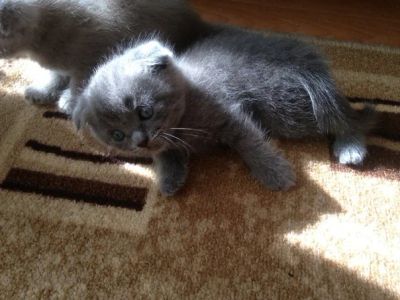 Лот: 7817150. Фото: 1. Шотландские вислоухие котята. Кошки, котята