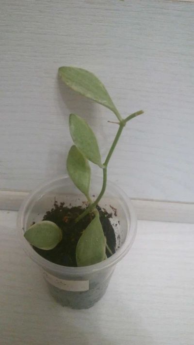 Лот: 9801152. Фото: 1. Дисхидия Dischidia ioantha variegata... Горшечные растения и комнатные цветы
