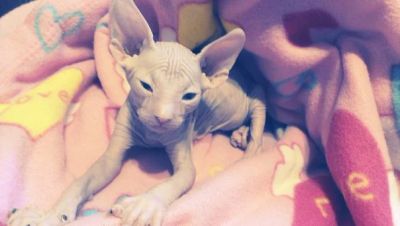 Лот: 6369422. Фото: 1. Донской сфинкус без документов. Кошки, котята