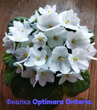 Лот: 11072816. Фото: 1. Фиалка Optimara Ontario - лист... Горшечные растения и комнатные цветы