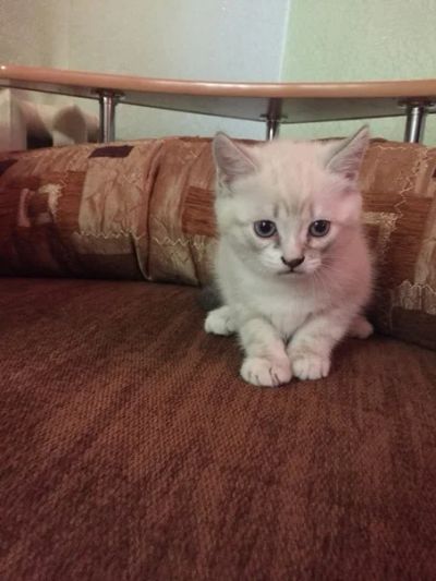 Лот: 4915923. Фото: 1. Отдам котика. Кошки, котята