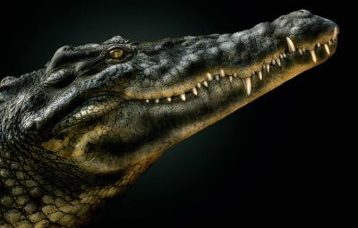 Лот: 17480752. Фото: 1. кодовый фирменный чемодан rockfield... Чемоданы и сумки дорожные