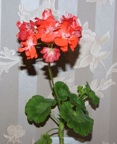 Лот: 16261220. Фото: 1. Пеларгония trumps. Горшечные растения и комнатные цветы