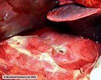 Лот: 3621746. Фото: 1. лесная благодать..... Прикормки, приманки