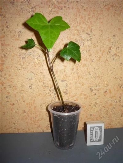 Лот: 964021. Фото: 1. Плющ канарский Hedera canariensis. Горшечные растения и комнатные цветы