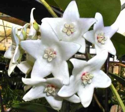 Лот: 4229999. Фото: 1. Хойя -Hoya magnifica. Горшечные растения и комнатные цветы