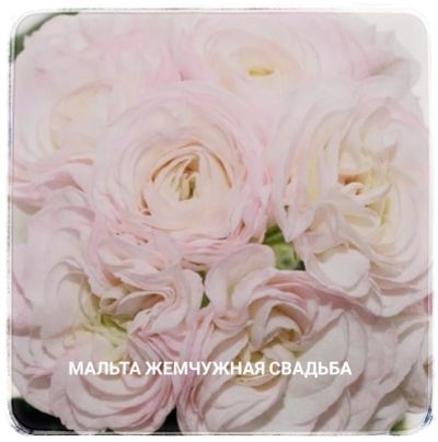 Лот: 21277818. Фото: 1. Пеларгония Мальта Жемчужная Свадьба. Горшечные растения и комнатные цветы