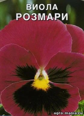 Лот: 7455512. Фото: 1. Рассада виолы "Розмари". Садовые цветы