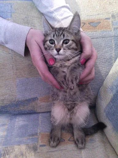Лот: 3599199. Фото: 1. Котёнок милый полосатик, 2 месяца... Кошки, котята