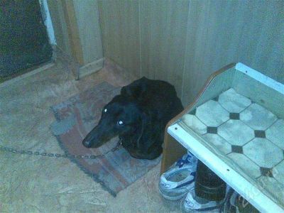 Лот: 530446. Фото: 1. отдам таксу в очень заботливые... Остальные животные