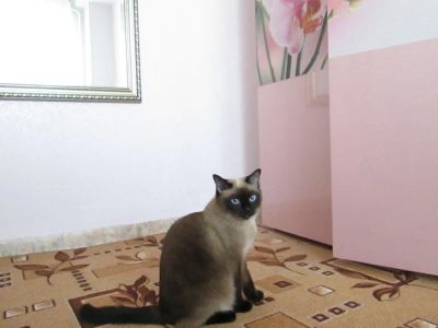 Лот: 8244166. Фото: 1. Сиамская кошечка ищет жениха. Кошки, котята