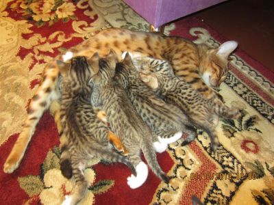 Лот: 3480113. Фото: 1. Продам бенгальскую кошечку. Кошки, котята