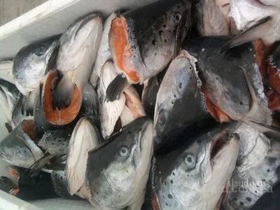 Лот: 6337558. Фото: 1. Семга головы на суп. Икра, рыба, морепродукты