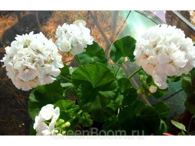 Лот: 15528524. Фото: 1. Пеларгония Brixworth Pearl. Горшечные растения и комнатные цветы