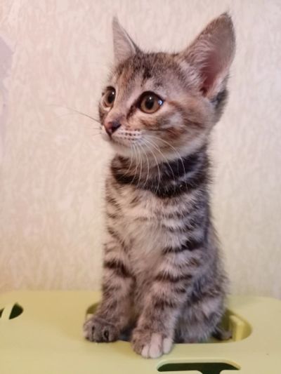 Лот: 19408135. Фото: 1. Отдам котёнка. Кошки, котята