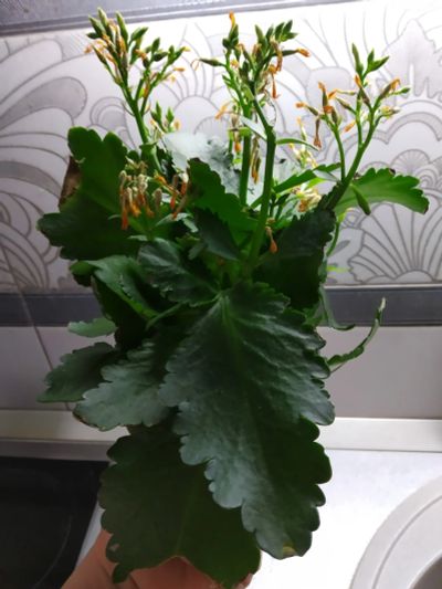 Лот: 18233120. Фото: 1. Каланхоэ Блоссфельда(Kalanchoe... Горшечные растения и комнатные цветы
