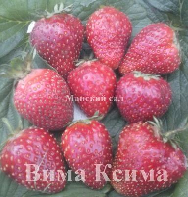 Лот: 5573146. Фото: 1. Рассада садовой земляники сорт... Другое (семена, рассада, садовые растения)