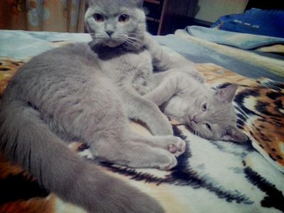 Лот: 8412908. Фото: 1. продам шикарную шотландскую вислоухую... Кошки, котята