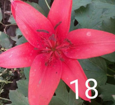 Лот: 7999029. Фото: 1. лилия 18. Садовые цветы