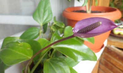 Лот: 5431184. Фото: 1. Антуриум "Фиорино" (фиолетовый... Горшечные растения и комнатные цветы