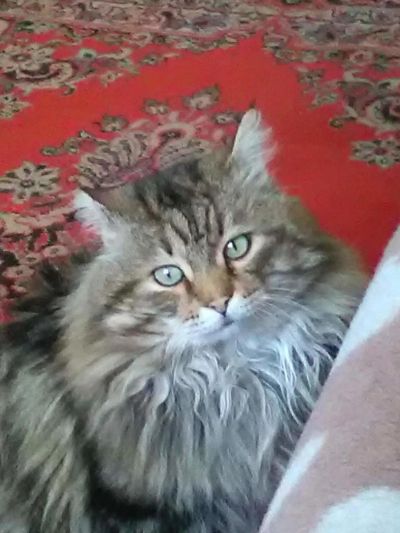 Лот: 8790951. Фото: 1. Отдам в хорошие руки. Кошки, котята
