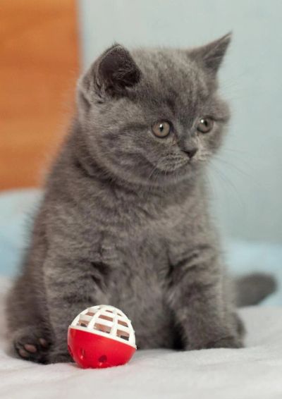 Лот: 4688954. Фото: 1. Британские котята -от супер кота-... Кошки, котята