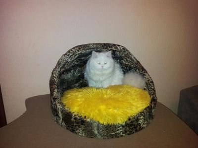 Лот: 6710327. Фото: 1. Нужен кот для нашей красавицы. Кошки, котята