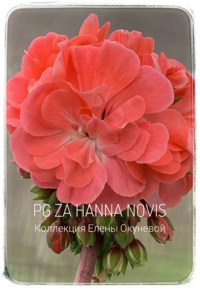 Лот: 18186191. Фото: 1. Пеларгония PG ZA NOVIS HANNA. Горшечные растения и комнатные цветы