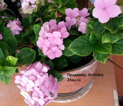 Лот: 5608633. Фото: 1. Гортензия 2. Горшечные растения и комнатные цветы