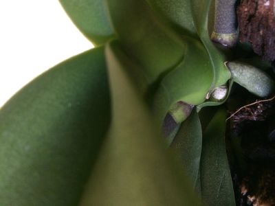 Лот: 12366687. Фото: 1. Орхидея Фалинопсис сюрприз. Горшечные растения и комнатные цветы