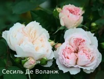 Лот: 20017341. Фото: 1. Саженцы розы Сесиль де Воланж. Декоративные кустарники и деревья