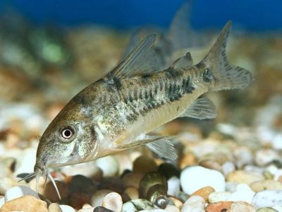 Лот: 5107572. Фото: 1. Сомик крапчатый обычный (Corydoras... Рыбки