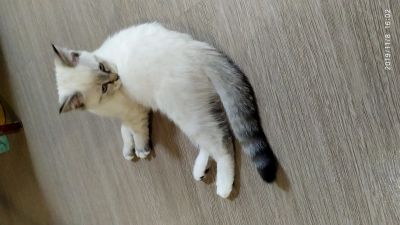 Лот: 14973717. Фото: 1. Котенок от шотландской кошки. Кошки, котята