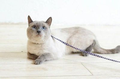 Лот: 6150724. Фото: 1. Котик таец Луксор. Кошки, котята