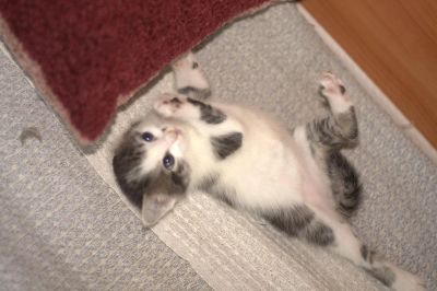 Лот: 3287602. Фото: 1. Котята, 1 месяц. Кошки, котята